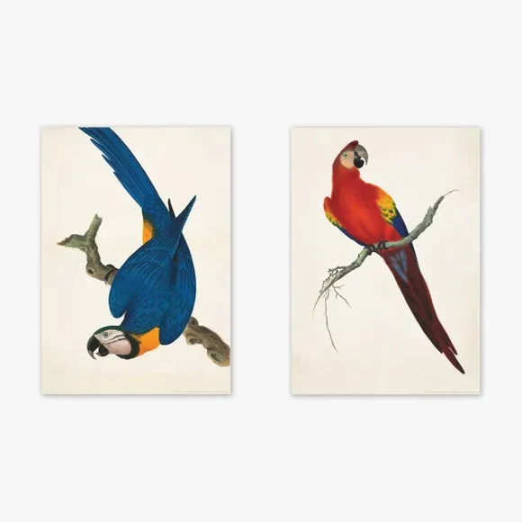 East End Prints Set of 2 Parrots Prints 2