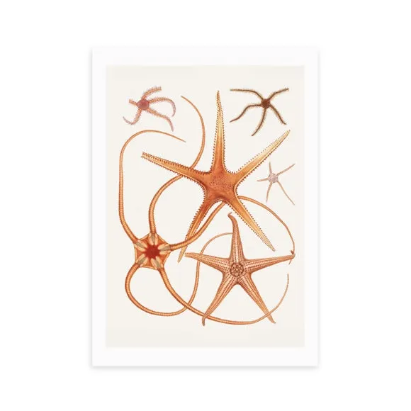 East End Prints Vintage Starfish 2 Print 2