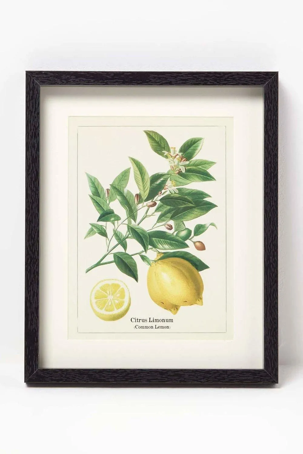 Homescapes Wall Decoration Set of 3 Frames with Picture, Citrus Fruits 4