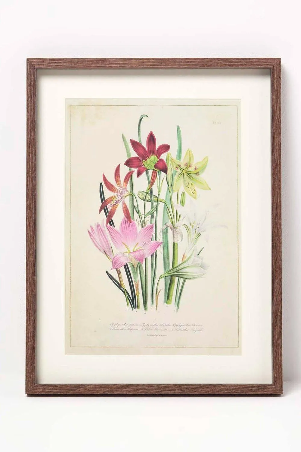 Homescapes Wall Decoration Set of 3 Frames with Picture, Wildflowers 4